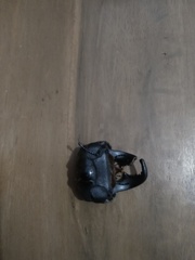 Serrognathus bucephalus