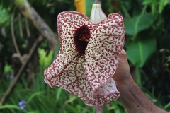 Aristolochia grandiflora image