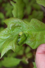 Dryocosmus quercusnotha