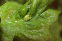 Dryocosmus quercusnotha