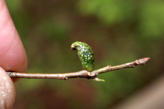 Amphibolips ellipsoidalis