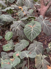 Philodendron gloriosum