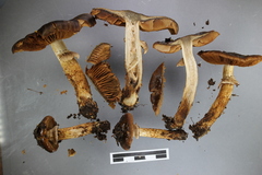 Cortinarius majestaticus