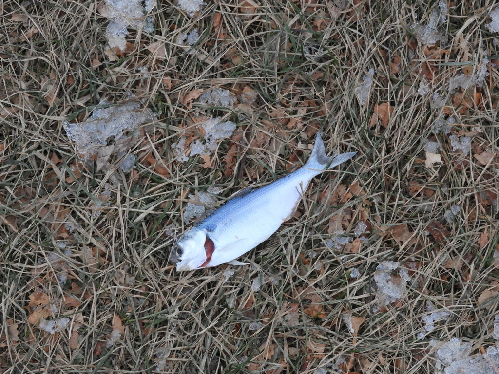 American Gizzard Shad from Green Bay, WI, USA on November 27, 2021 at ...