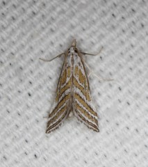 Leptosteges parthenialis