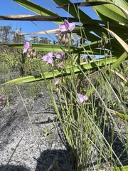 Callisia ornata