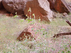 Rhus aromatica simplicifolia