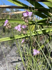 Callisia ornata