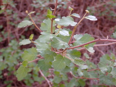 Rhus aromatica simplicifolia