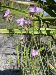 Callisia ornata