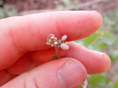 Rhus aromatica simplicifolia