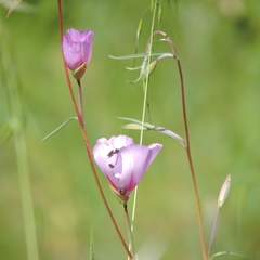 Clarkia gracilis sonomensis