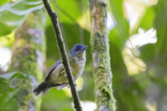 Dysithamnus stictothorax