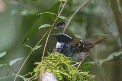 Myrmoderus loricatus