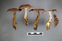 Cortinarius cupreonatus