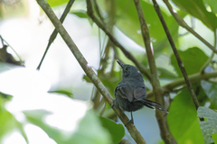 Cercomacra brasiliana