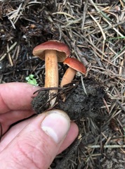 Lactarius subviscidus