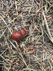 Lactarius subviscidus