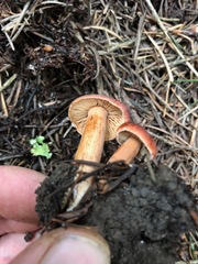 Lactarius subviscidus