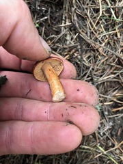 Lactarius subviscidus