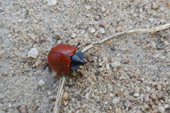 Botanochara impressa