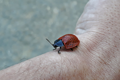 Botanochara impressa