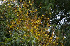 Melanoxylon brauna