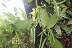 Vanilla planifolia