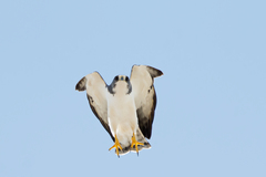 Buteo brachyurus