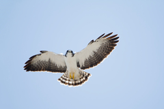 Buteo brachyurus