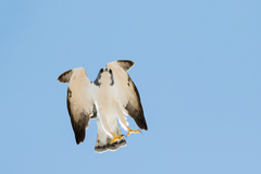 Buteo brachyurus