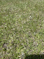 Chevreulia acuminata