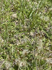 Chevreulia acuminata