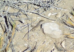 Liolaemus gracilis