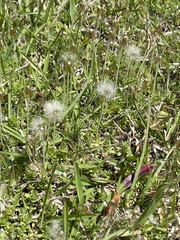 Chevreulia acuminata