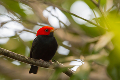 Ceratopipra rubrocapilla