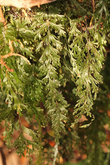 Hymenophyllum flabellatum image