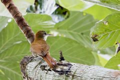 Lepidocolaptes squamatus