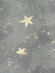 Asterias amurensis