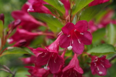 Weigela floribunda