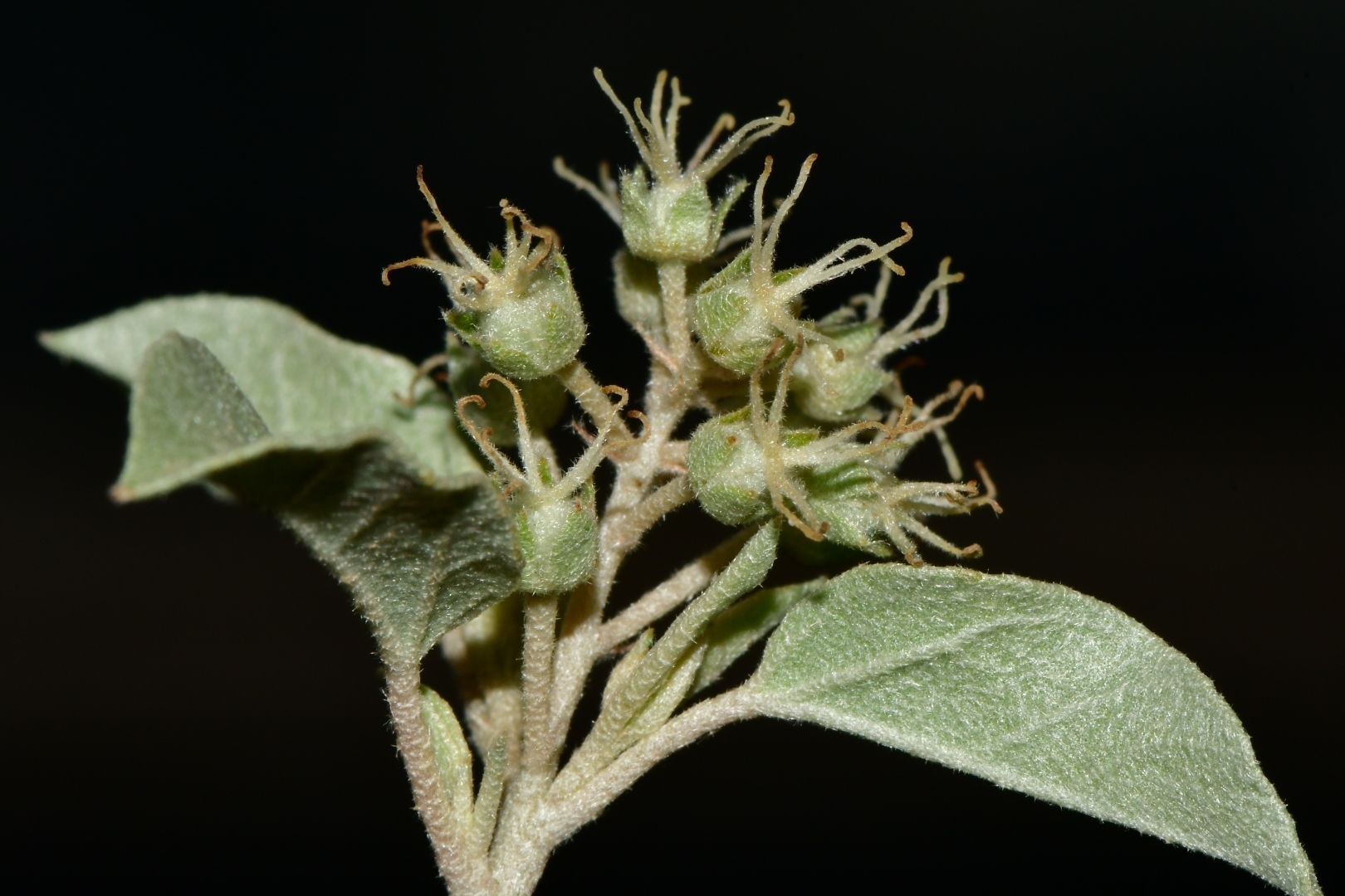 Croton pottsii