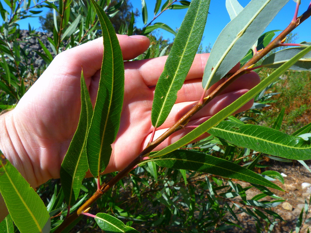 red willow (Don Castro Reg Park CA native plants) · iNaturalist