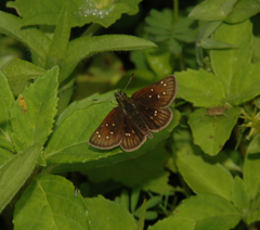 Piruna mullinsi