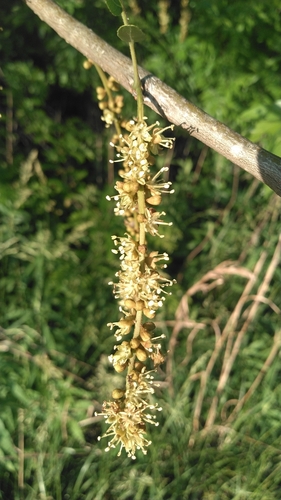 Lederhülsenbaum