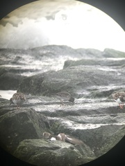 Calidris maritima