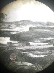 Calidris maritima