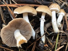 Psathyrella ellenae