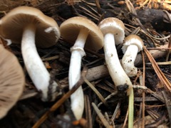 Psathyrella ellenae