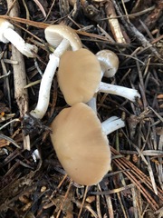 Psathyrella ellenae