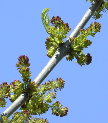 Fraxinus pennsylvanica